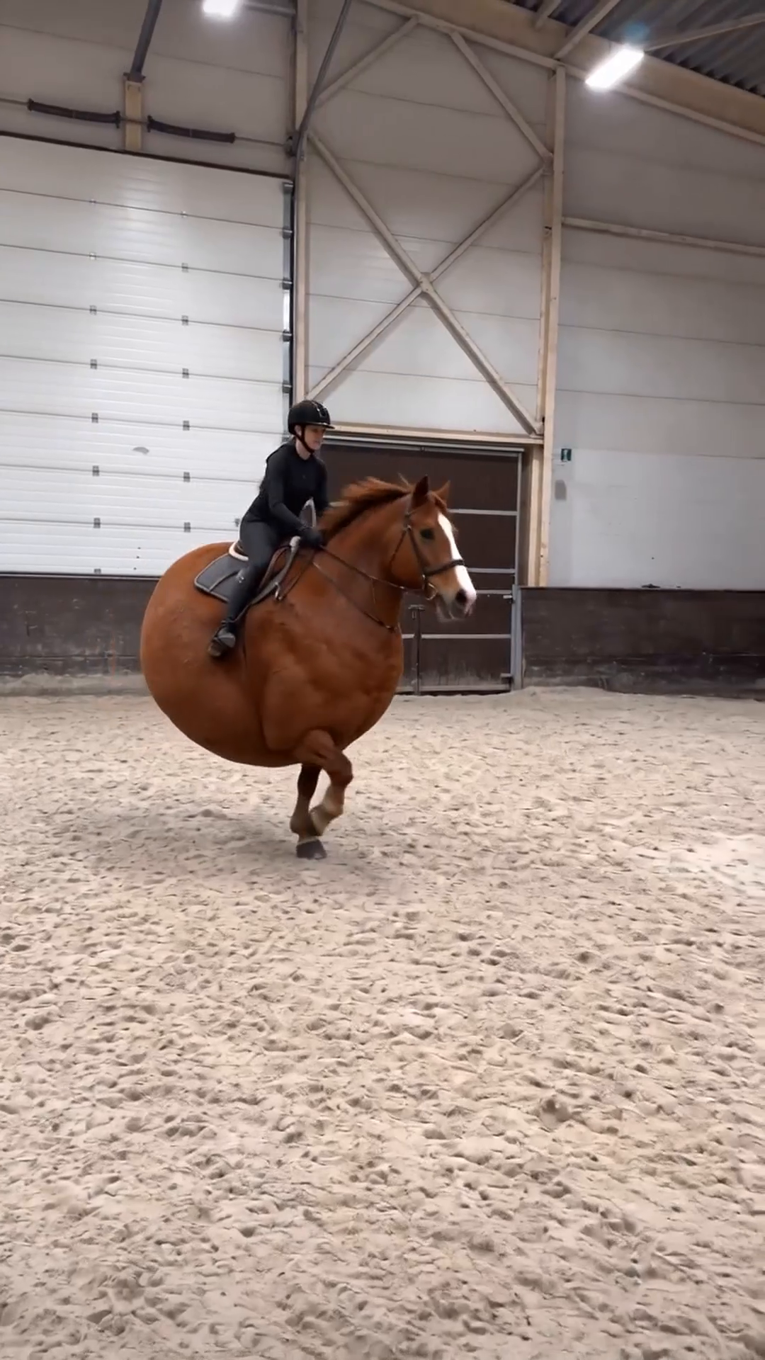 Two-legged Wilson training in a riding arena.